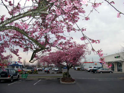 2008_0307桜.jpg