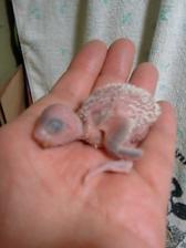 少し大きく