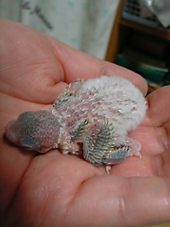 毛が生えてきた