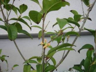 ギンモクセイ開花中