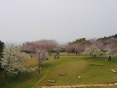浜名湖の桜
