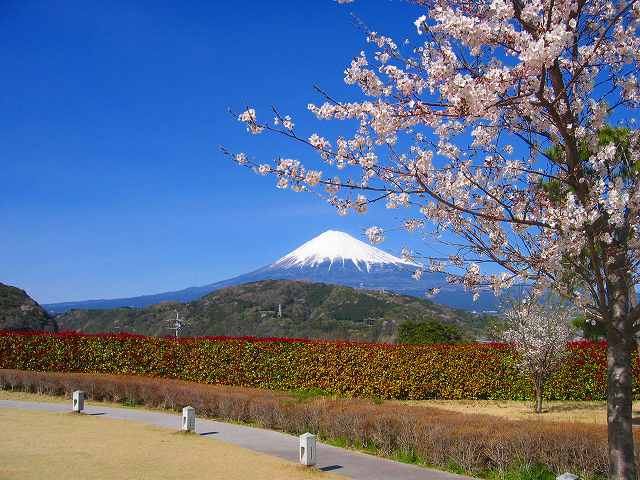 サクラと富士山