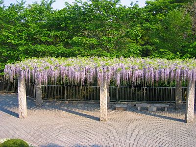 藤の花 群馬県 まさおの日記 楽天ブログ