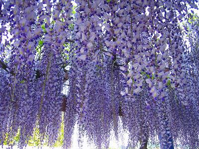 藤の花 群馬県 まさおの日記 楽天ブログ