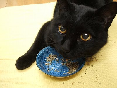 酔いちくれクロ
