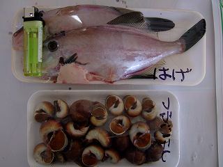 ハゲ　ツブニシ貝