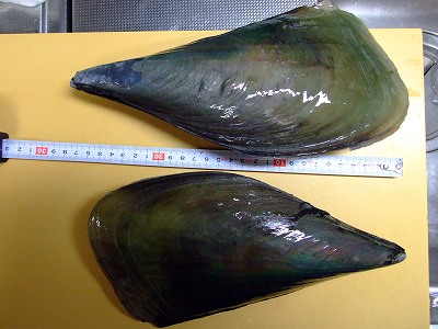 岡山産タイラギ