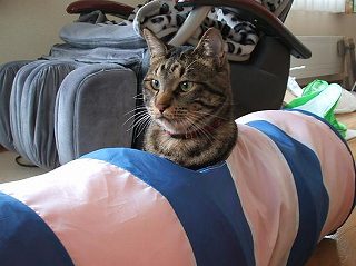 あとむんちょ
