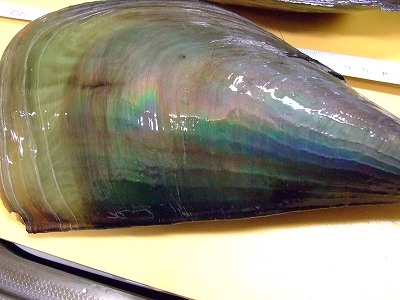 虹色の貝殻