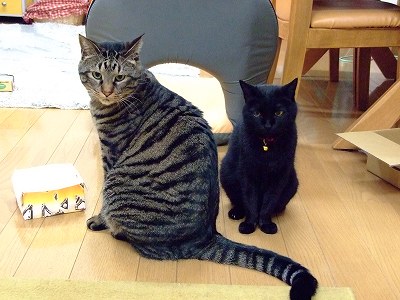 クロとあとむ