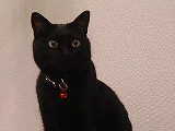 クロ