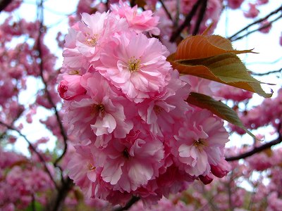 八重桜