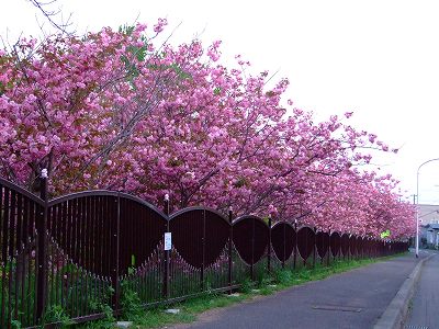 八重桜並木