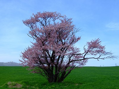 1本桜