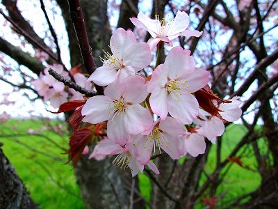 一本桜の花