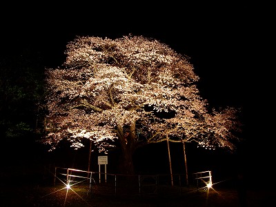 幌萌夜桜