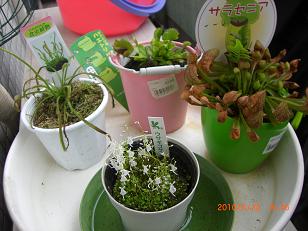 植物