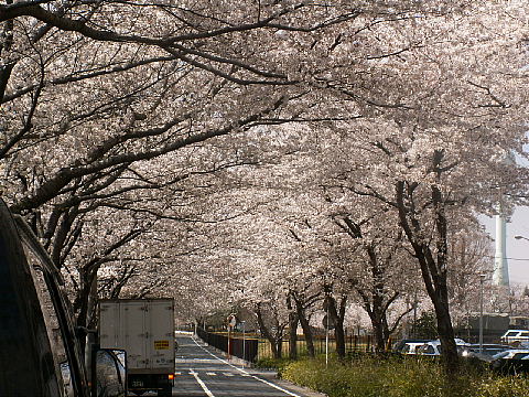 お花見和光