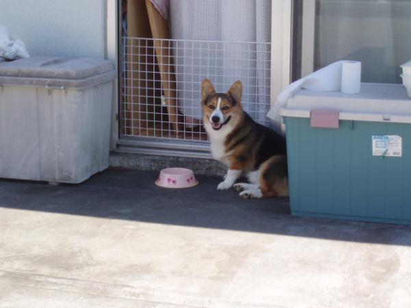 ツバサはここで