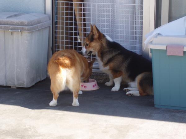 順番はお姉ちゃんからだよ