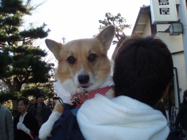 レロッ！