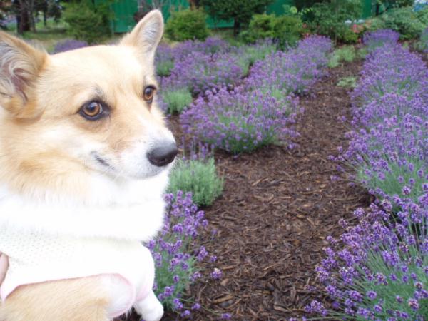 美白なコーギー