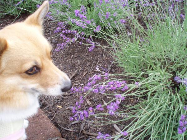 クンクン、良い匂いだね