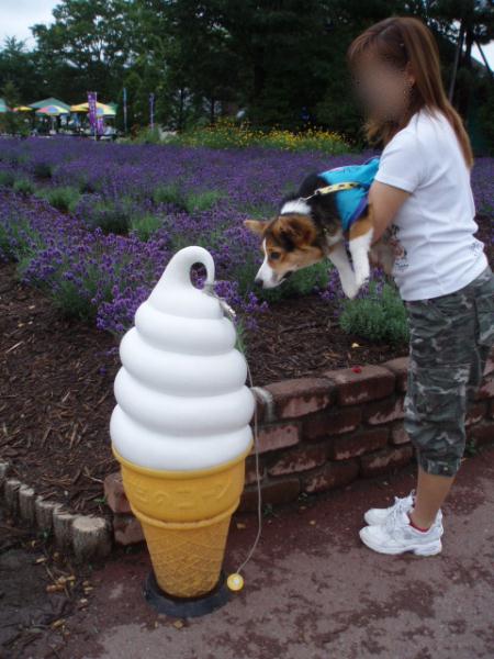 ん？何だこれは？？？