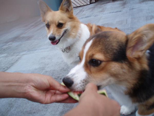 ツー君、食べすぎ～