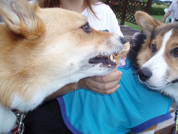 モモ「ツバサ、こうやって食べるのよ」