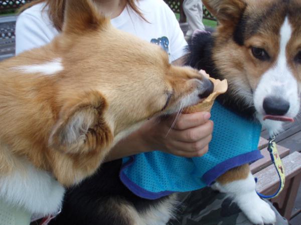 ツバサ「姉ちゃんまだ食べるの～」