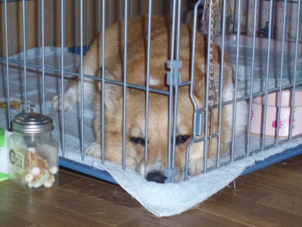 泳ぎは疲れるわ