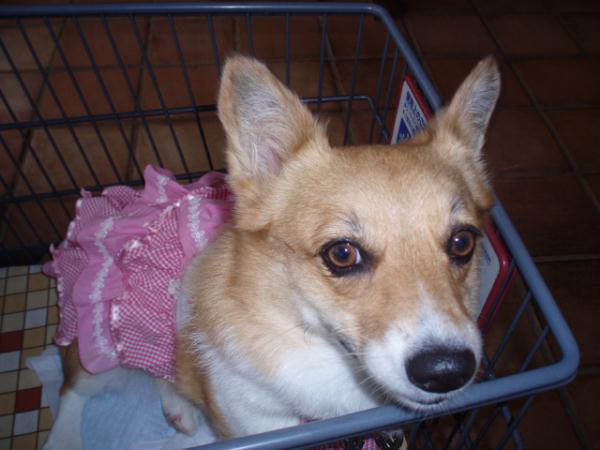 モモ「どう、似合うでしょ」