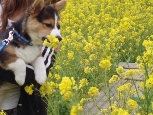 弟もムシャムシャ