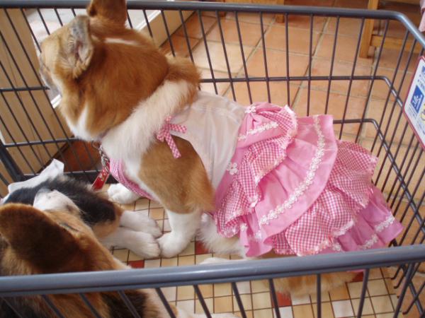 後姿も可愛いよ