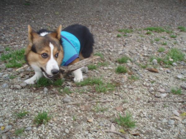 ウッドハンターツバサ