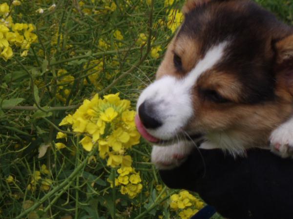 おいしいよ！これっ