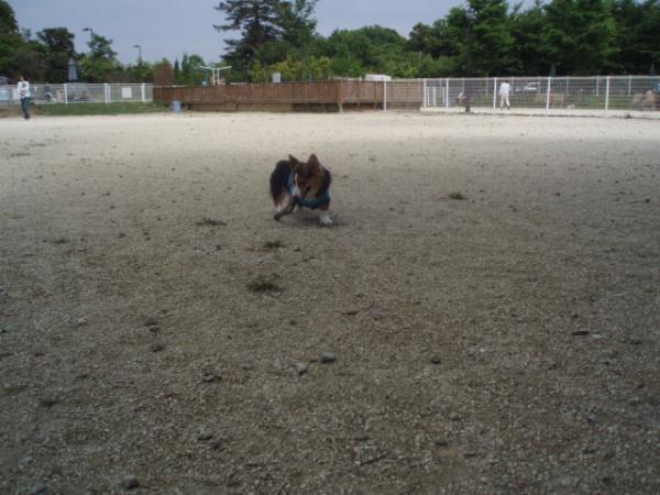 一度咥えたら離さないぞ