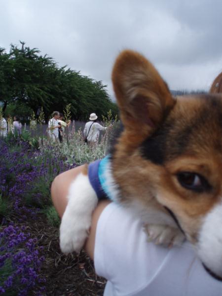 ツバサ「親父、どうせ俺はグリコさ～？」