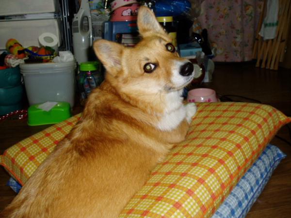 モモのおざぶ