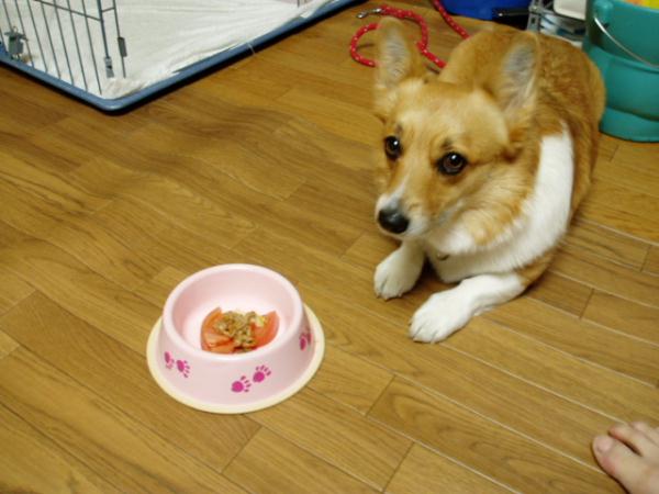 冷やしトマト納豆のせ