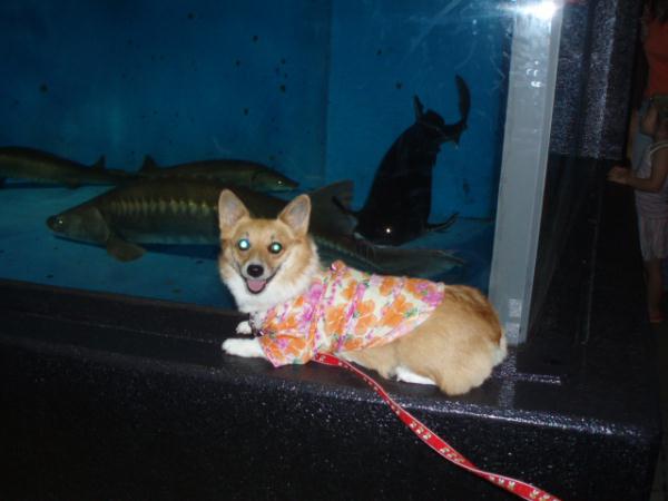 深海魚みたいなやつと。