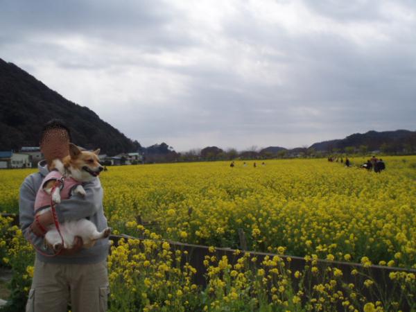 パパと娘と菜の花と
