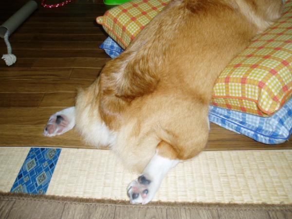 モモ尻