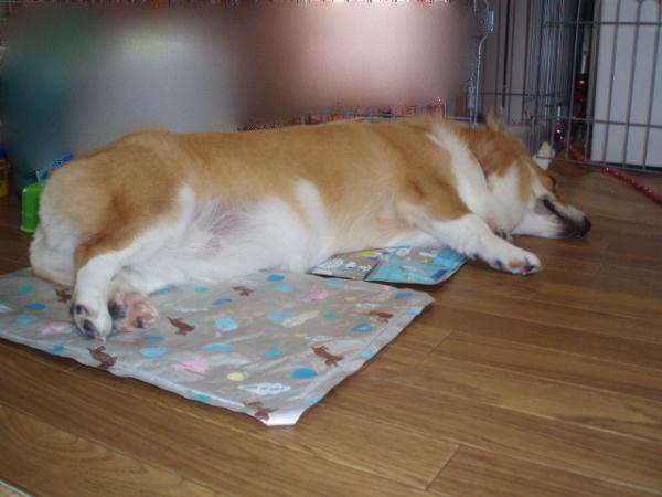 身体が大きいので2枚使っております。