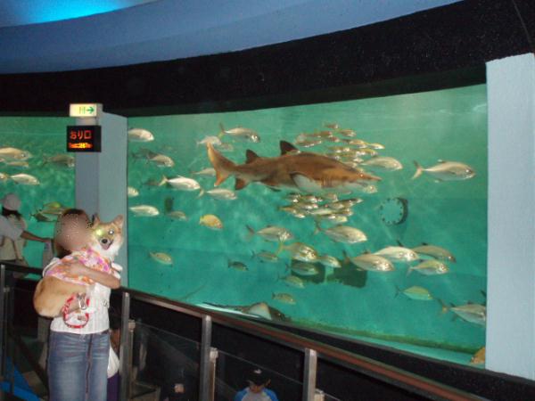 サメがすごいことに