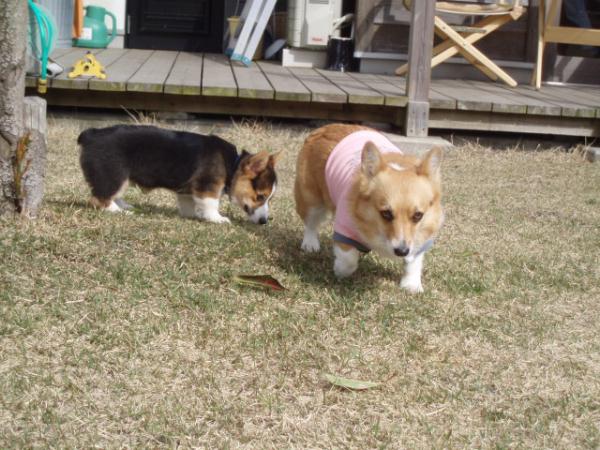 お姉ちゃんについておいで～