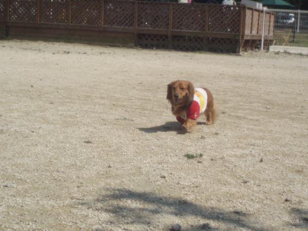 シャイな小太郎君