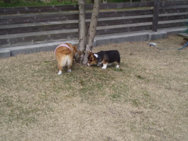 クンクン、何か匂うよ～