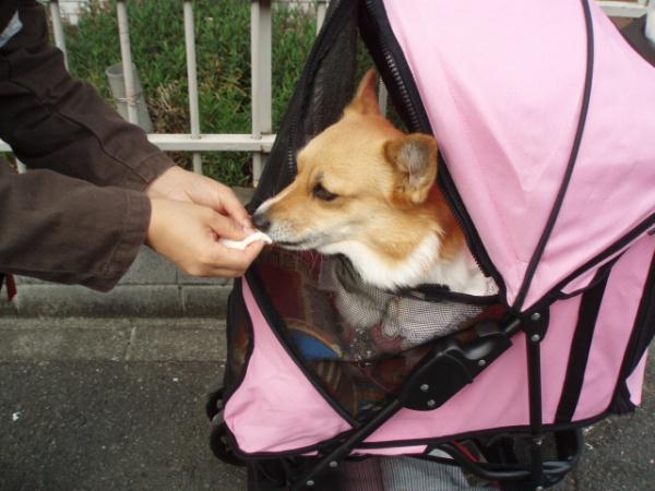 あんまんの生地だけ～